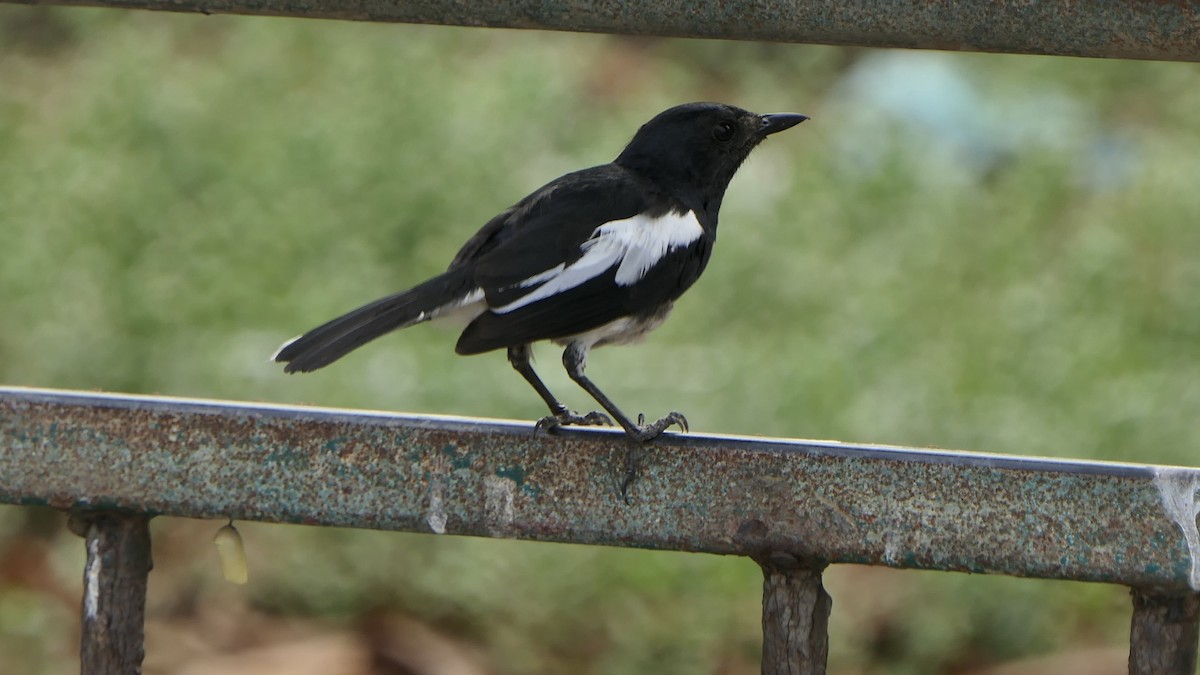 까치울새 - ML652508537