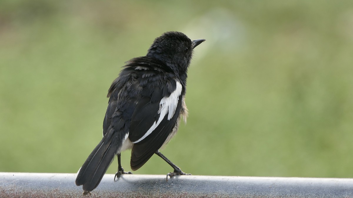 까치울새 - ML652508538