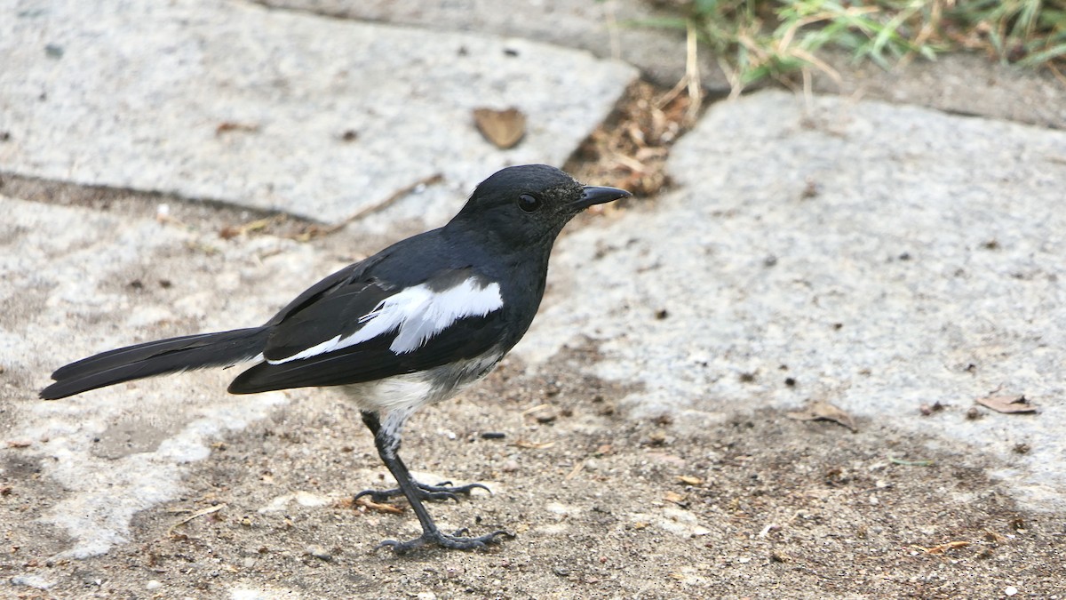 까치울새 - ML652508539