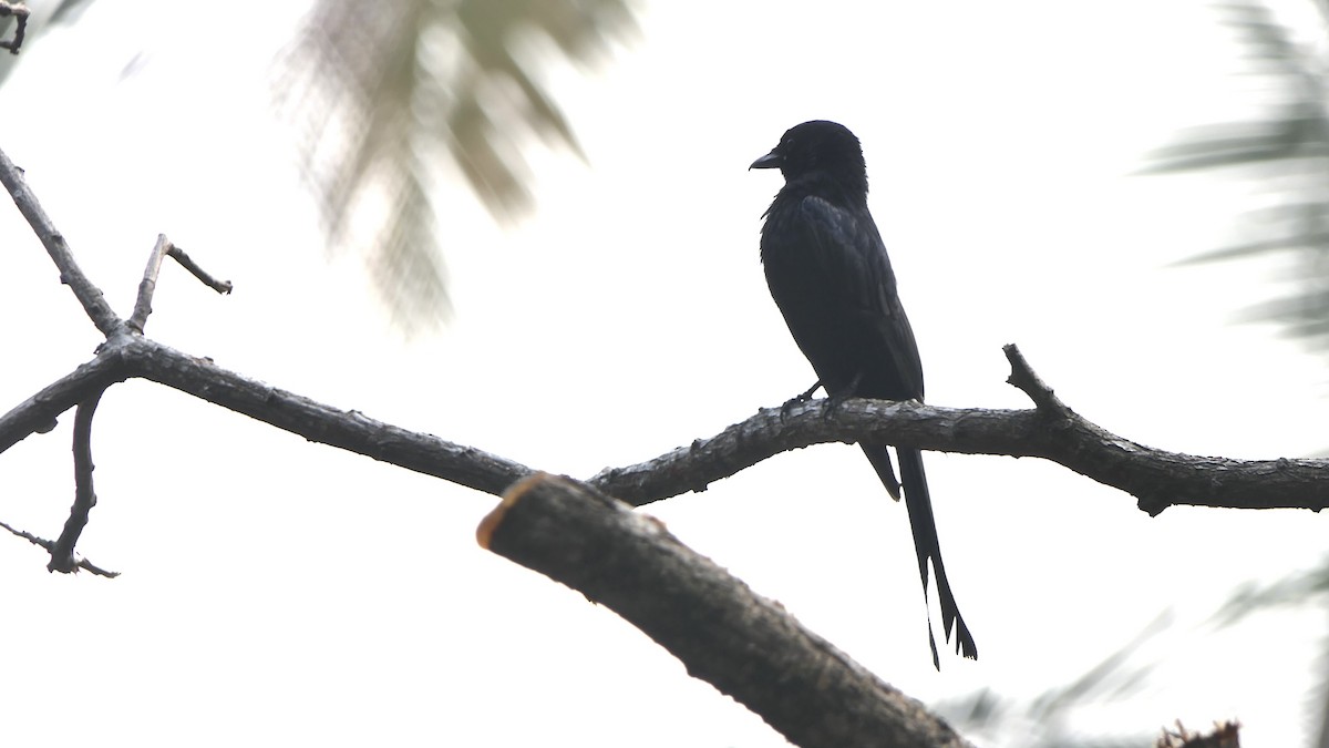 검은바람까마귀 - ML652508549