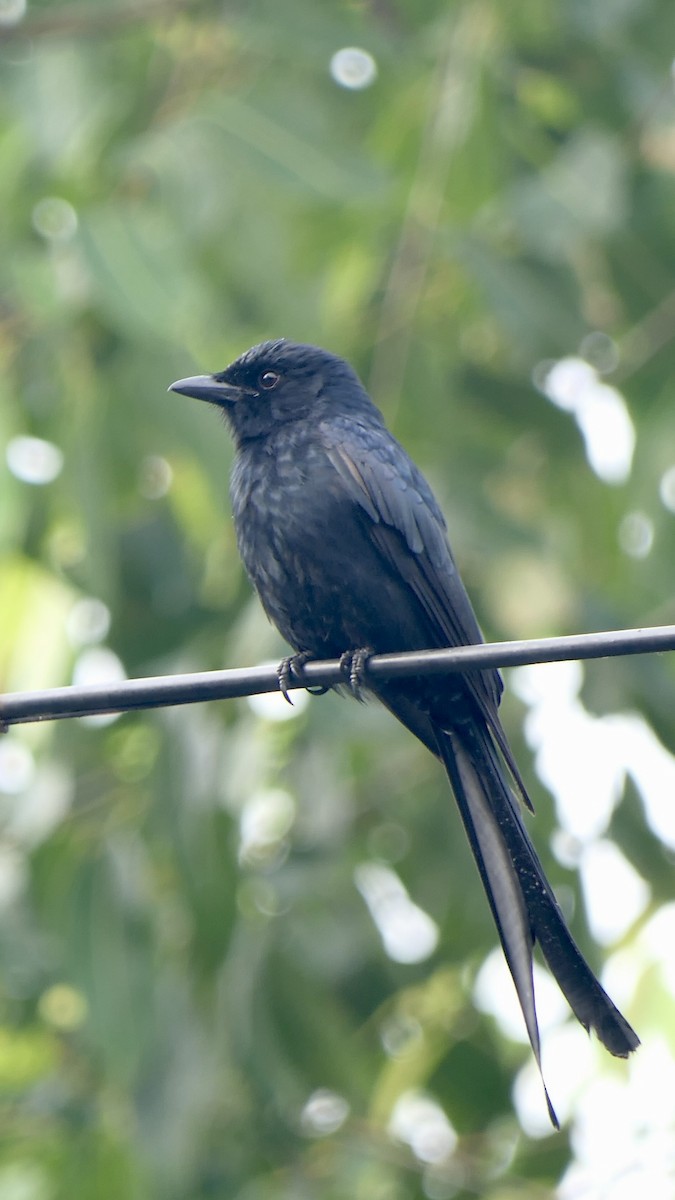 검은바람까마귀 - ML652508550