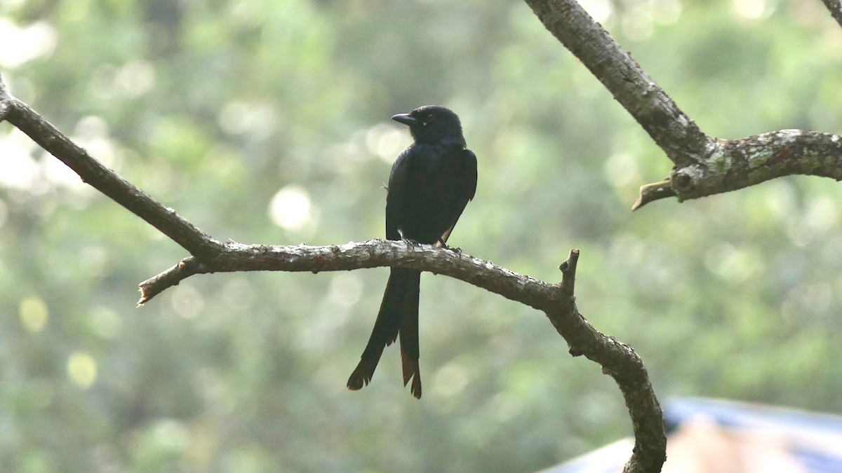 검은바람까마귀 - ML652508551