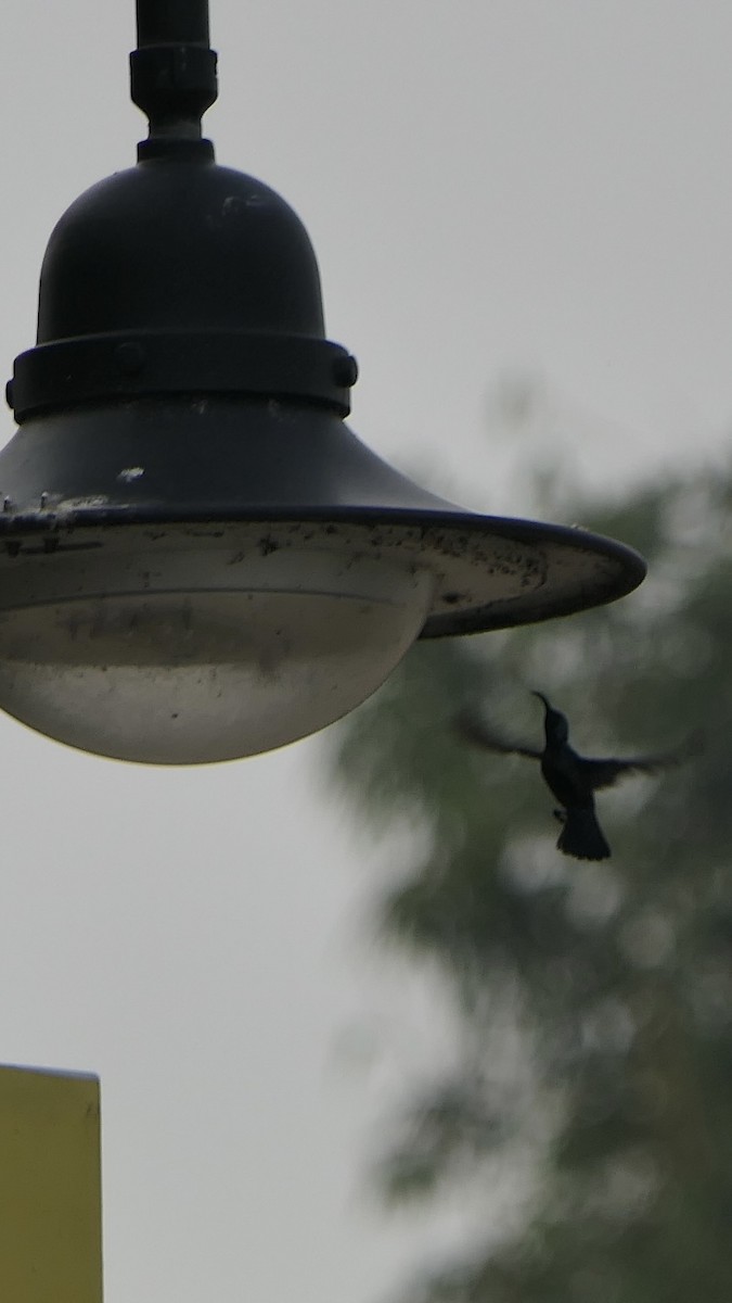 Loten's Sunbird - ML652508560