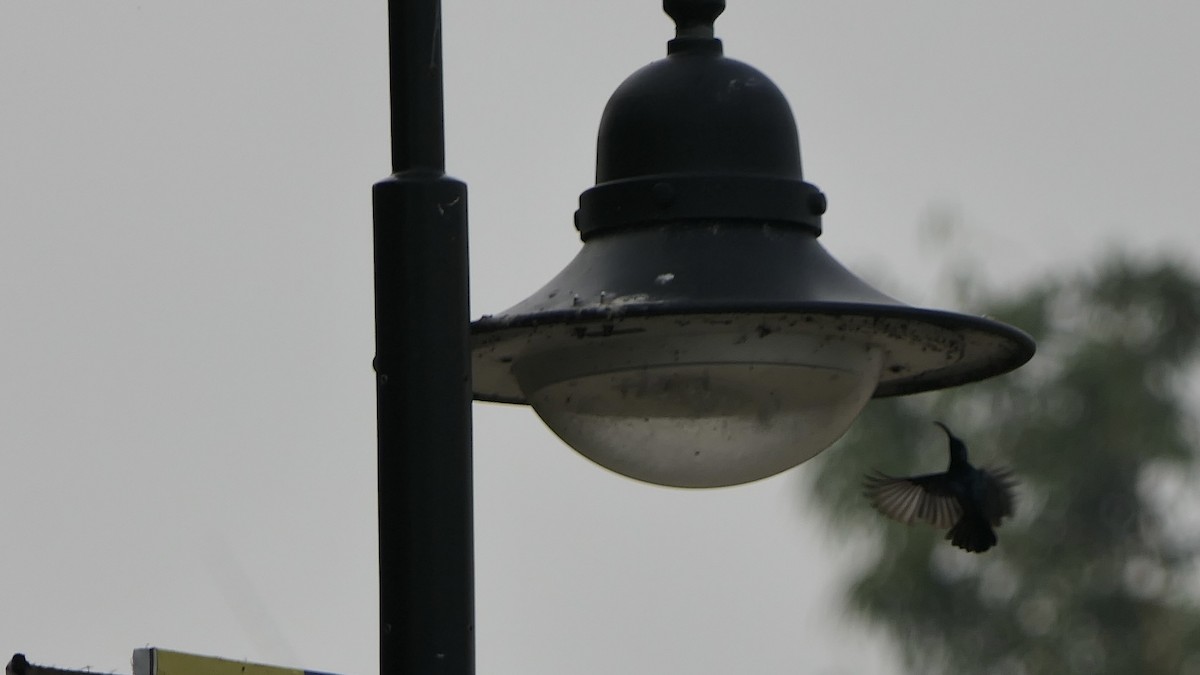 Loten's Sunbird - ML652508561