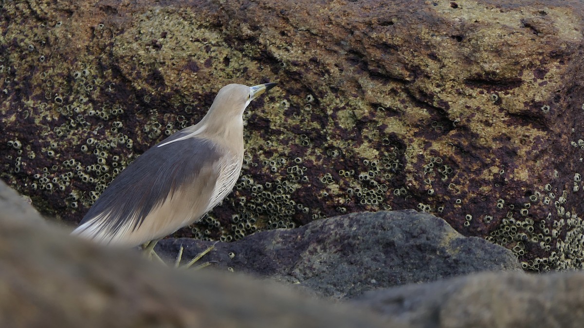 Indian Pond-Heron - ML652508585