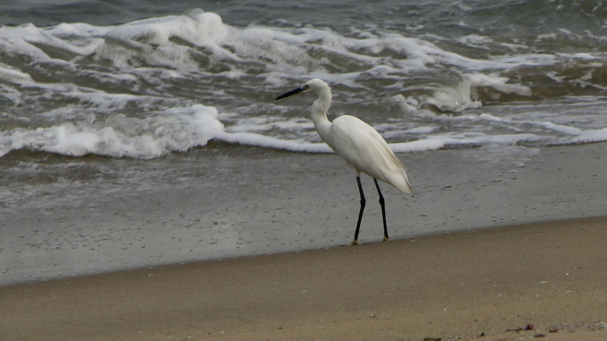 쇠백로 - ML652508586