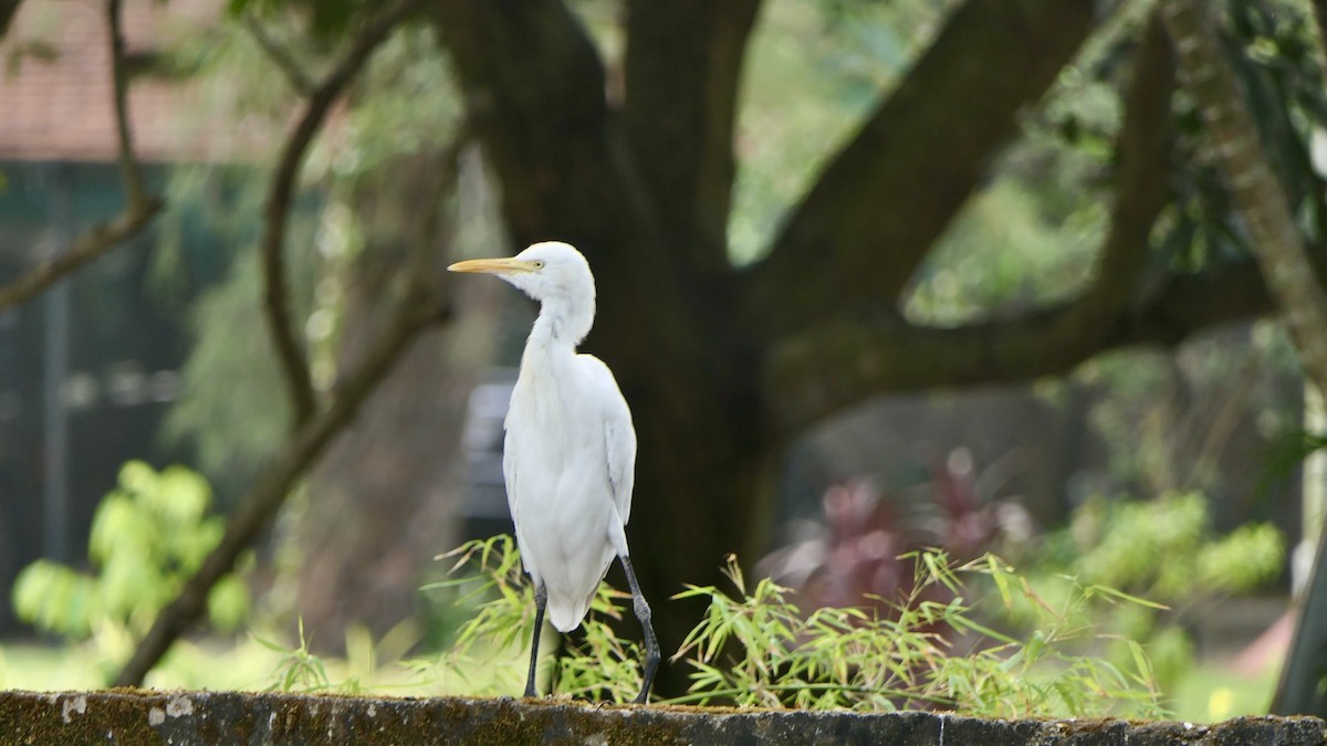 황로 - ML652508590