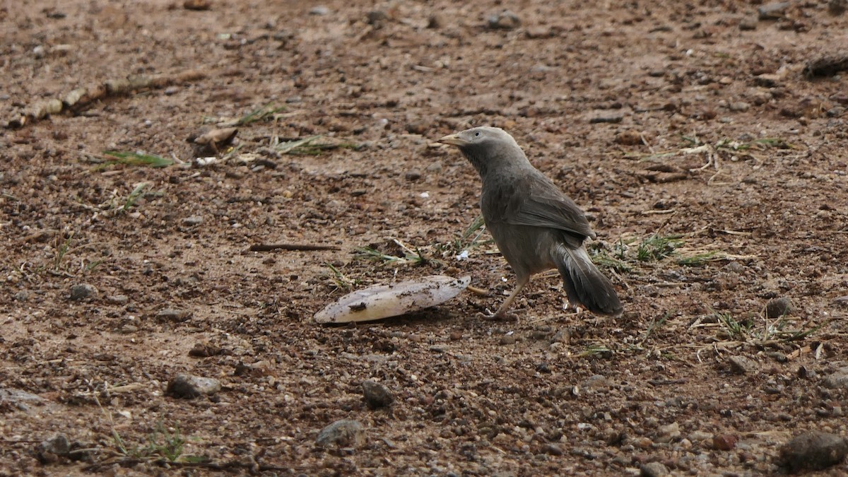 Yellow-billed Babbler - ML652508601
