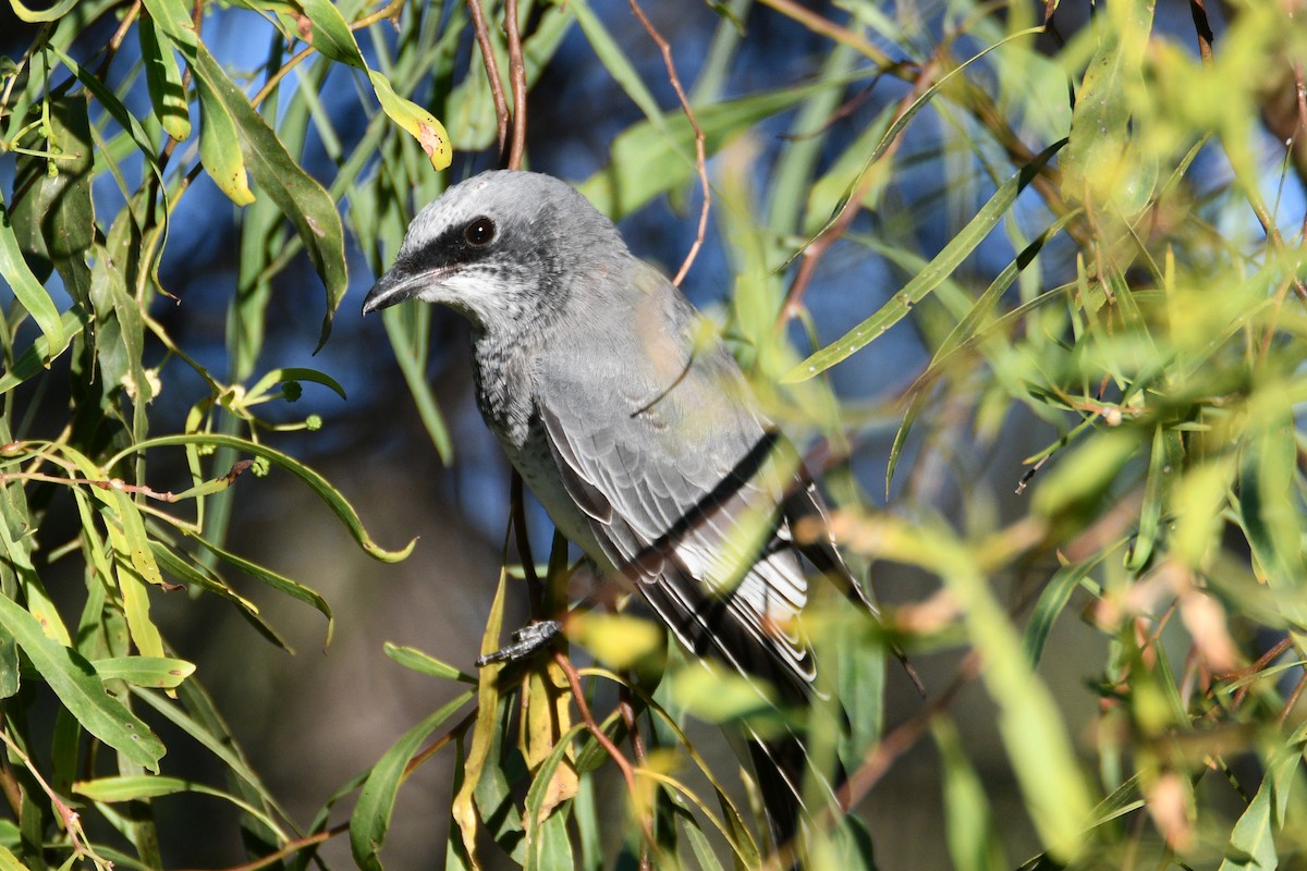 Белобрюхий воронец - ML652508679