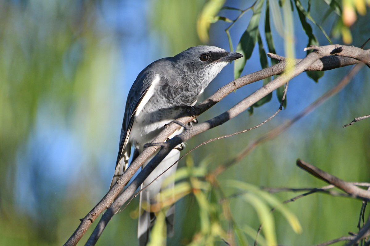 Белобрюхий воронец - ML652508680
