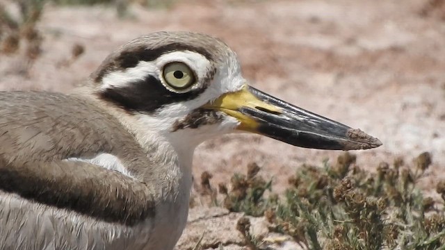 dytík křivozobý - ML652508687