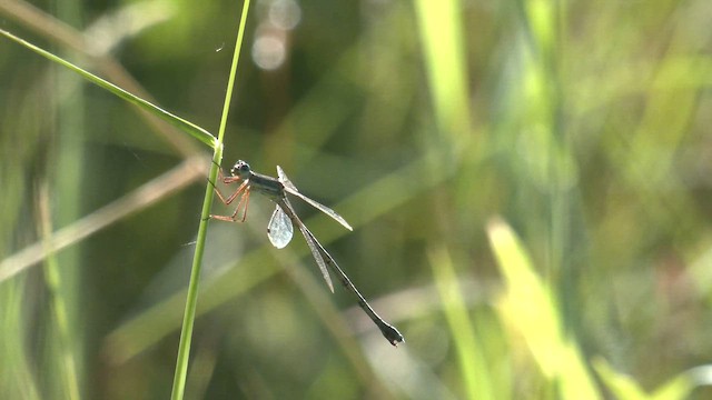 Pallid Spreadwing - ML652508713