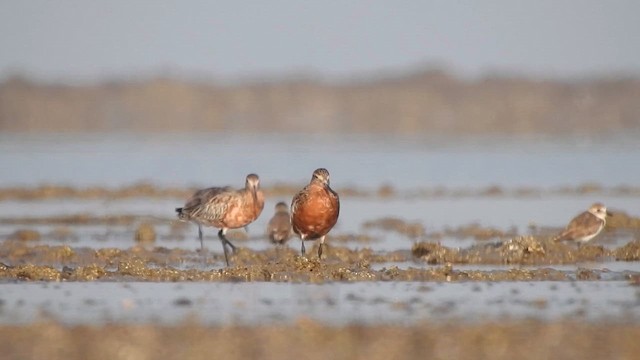 břehouš rudý - ML652508720