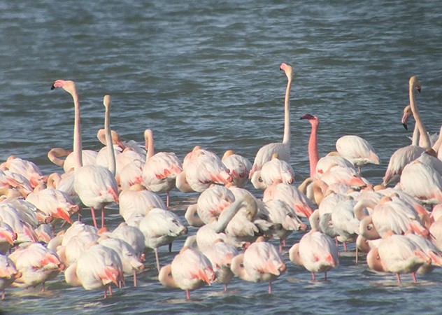 Lesser Flamingo - ML652508733