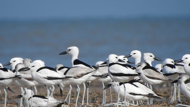 pobřežník černobílý - ML652508757