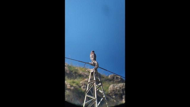 orlík krátkoprstý - ML652508760