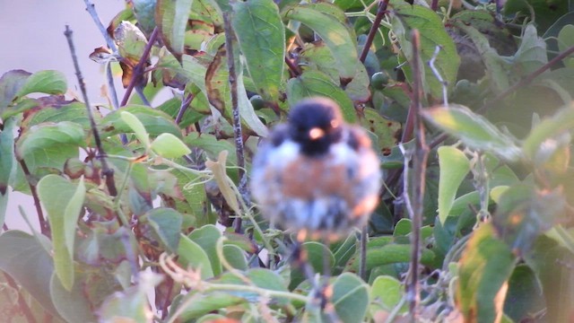 bramborníček černohlavý - ML652508767