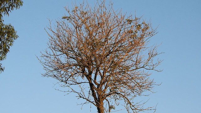 stehlík obecný - ML652508787