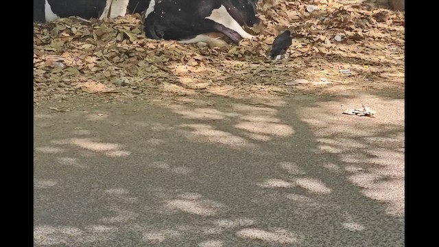 vrána tlustozobá - ML652508792