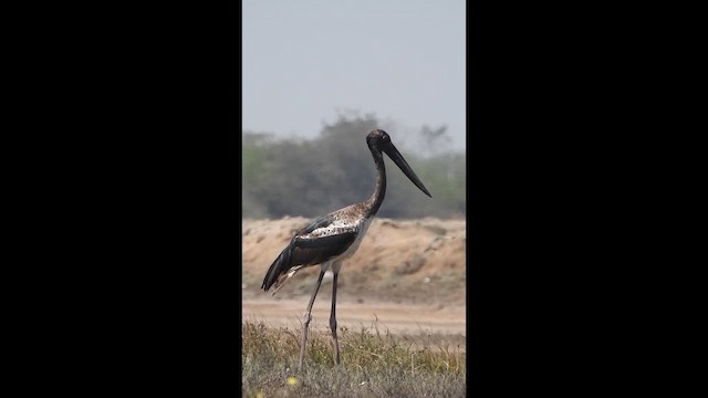 čáp černokrký - ML652508795