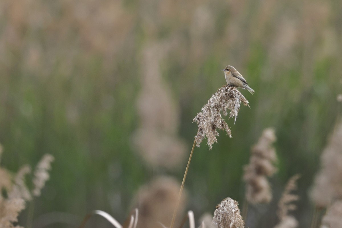 kinapungmeis - ML652508829