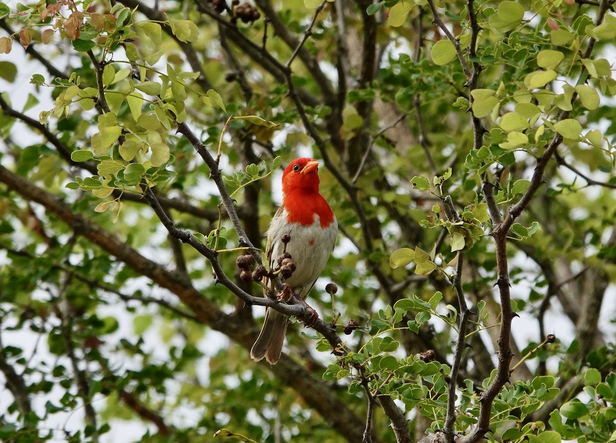 Red-headed Weaver (Southern) - ML652508831