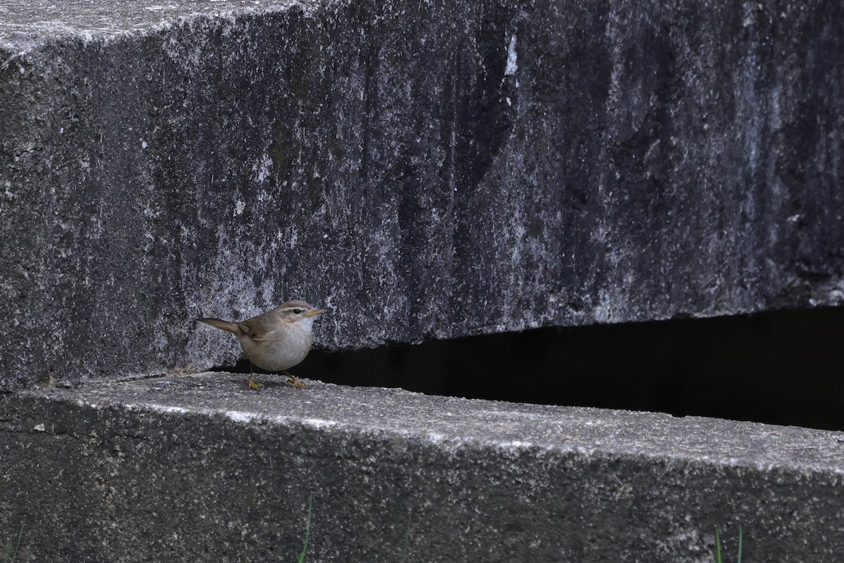 brunsanger - ML652508835