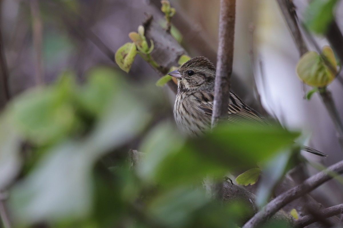 gråhodespurv - ML652508843