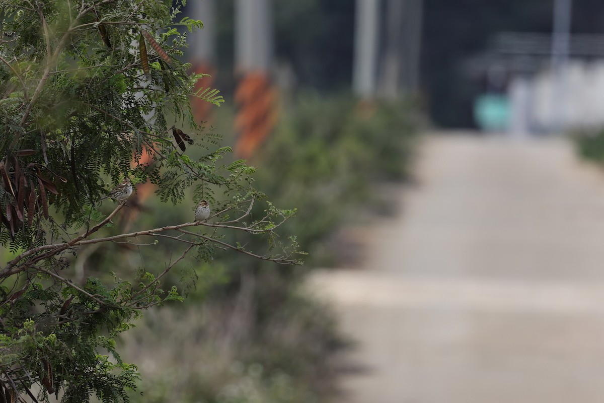 dvergspurv - ML652508856