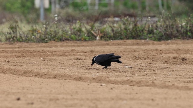 vrána obojková - ML652508895