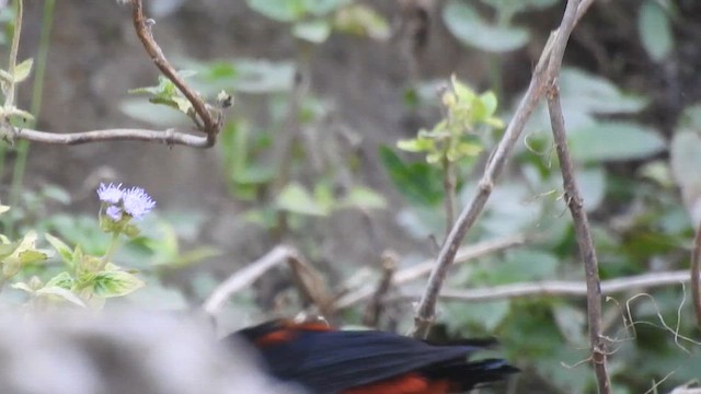 rehek bělohlavý - ML652508910