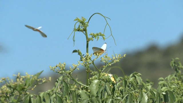 Eastern Dotted Border - ML652508939