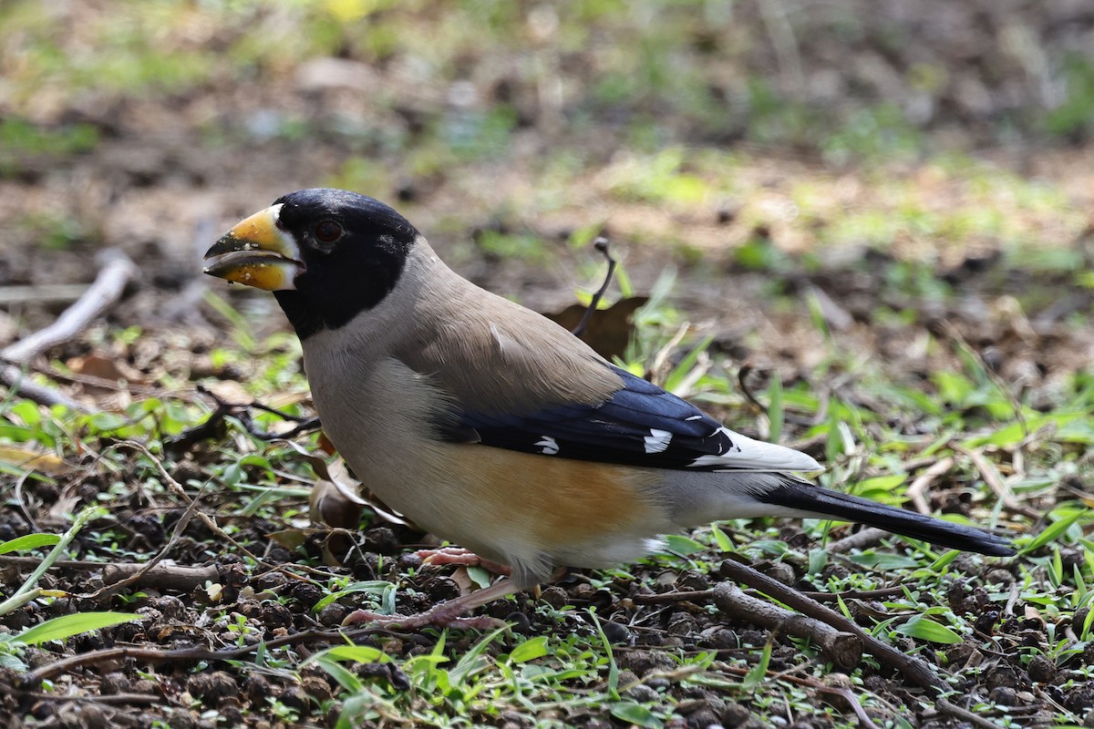 orientkjernebiter - ML652508945