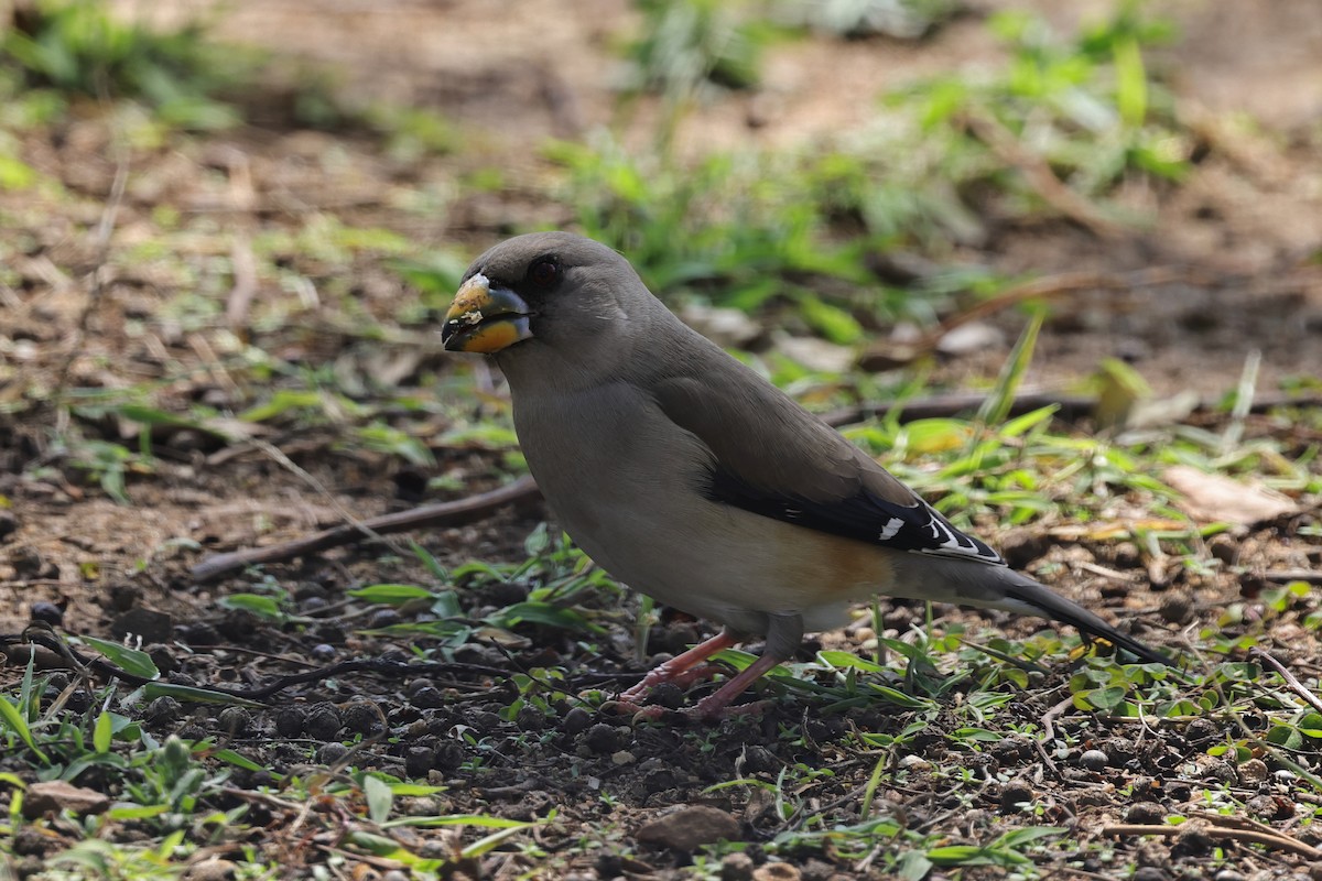 orientkjernebiter - ML652508946