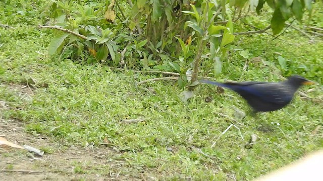 modravec siný - ML652508952