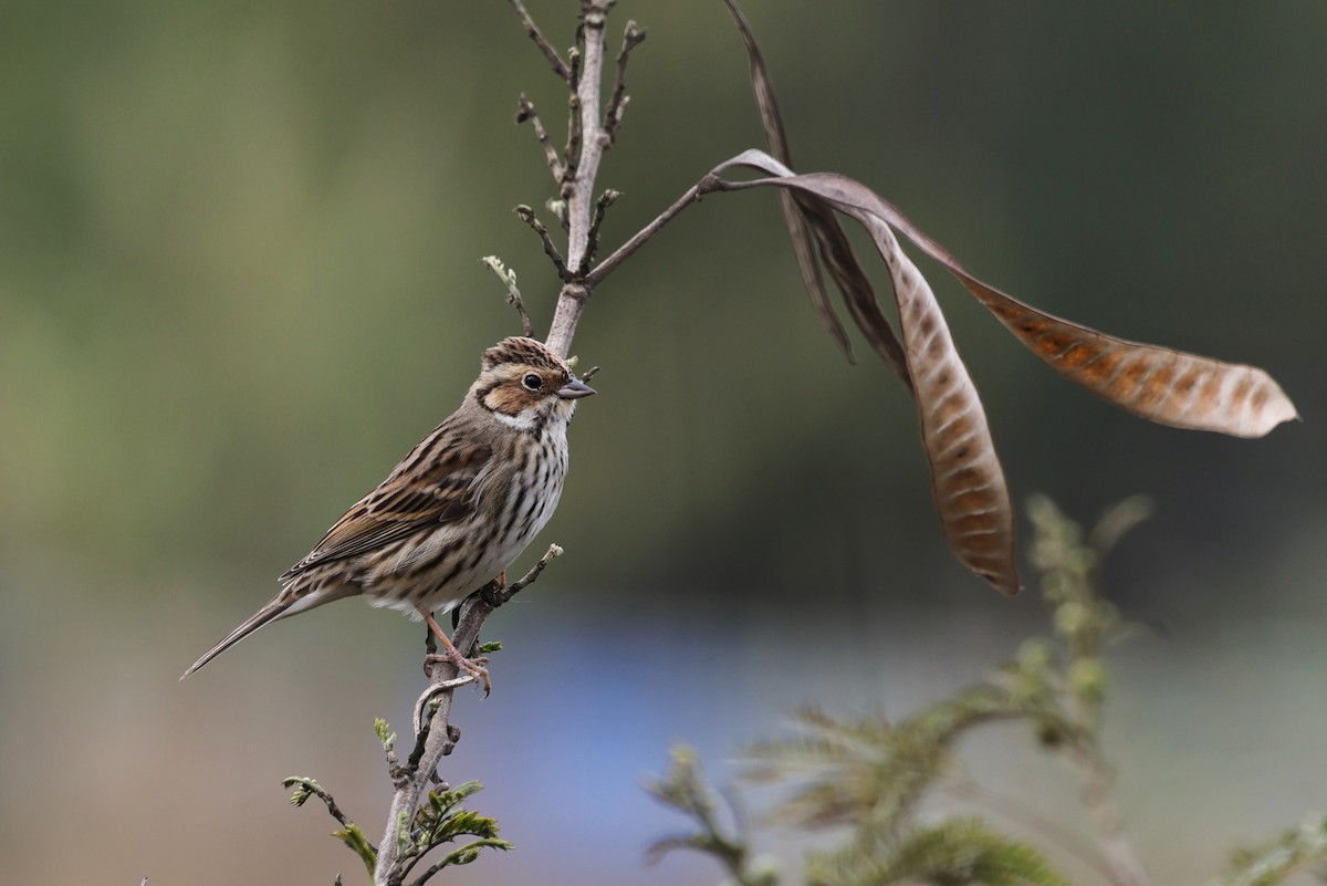 dvergspurv - ML652509012