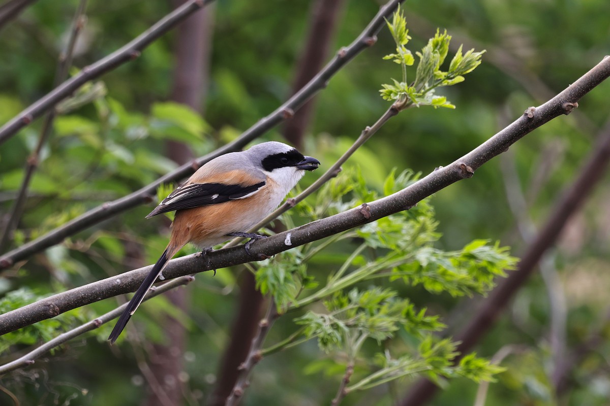 rustvarsler (schach) - ML652509015