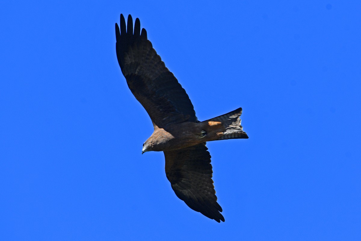 Чёрный коршун - ML652509024