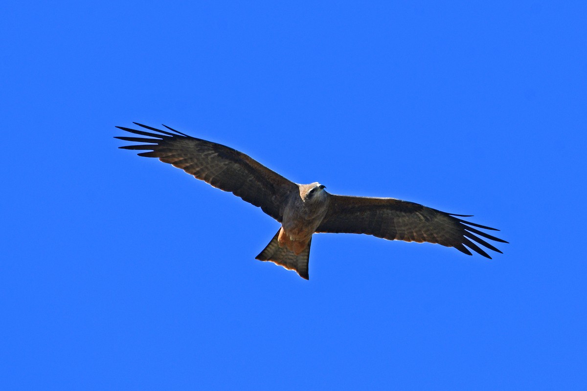 Чёрный коршун - ML652509025