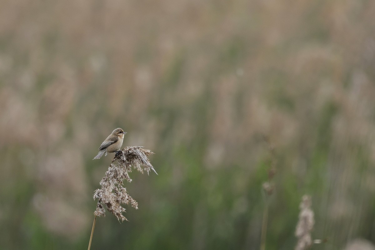 kinapungmeis - ML652509032