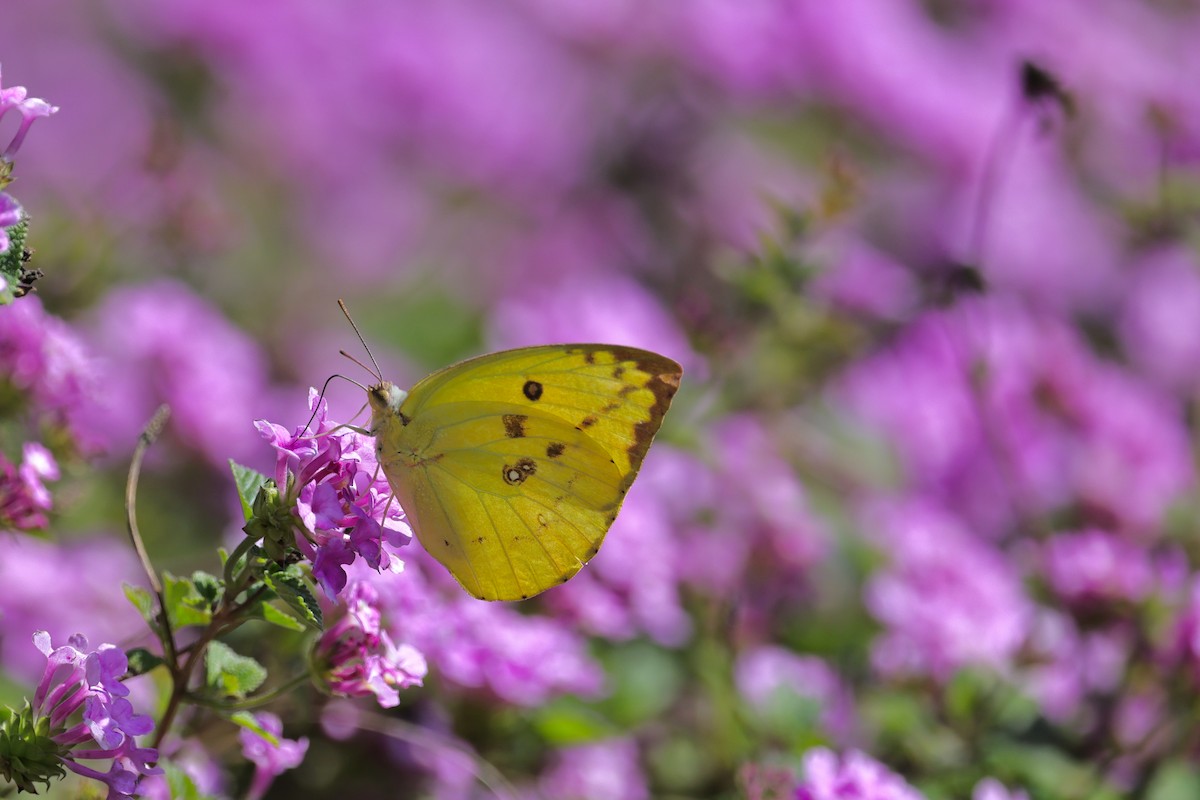 Lemon Migrant - ML652509039