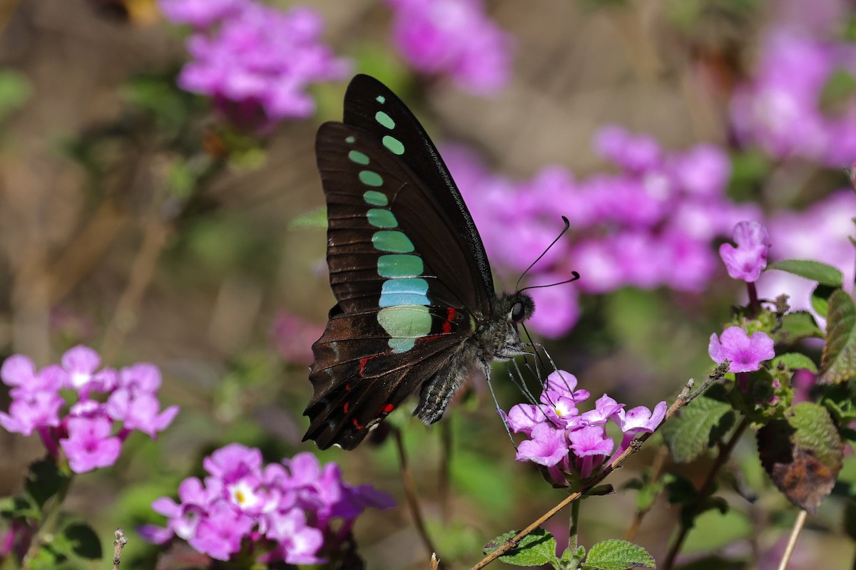 Common Bluebottle - ML652509044