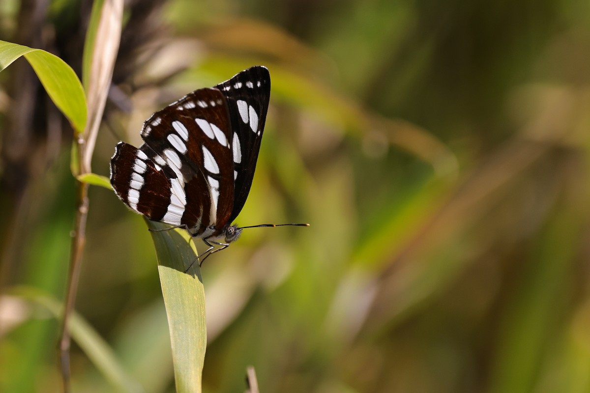 Common Sailer - ML652509053