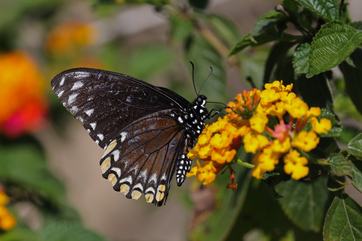 Common Mime Swallowtail - ML652509058