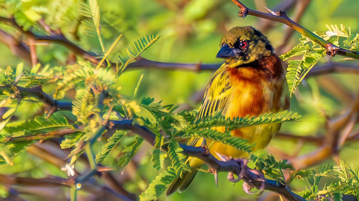 Tessitore gendarme - ML652509067