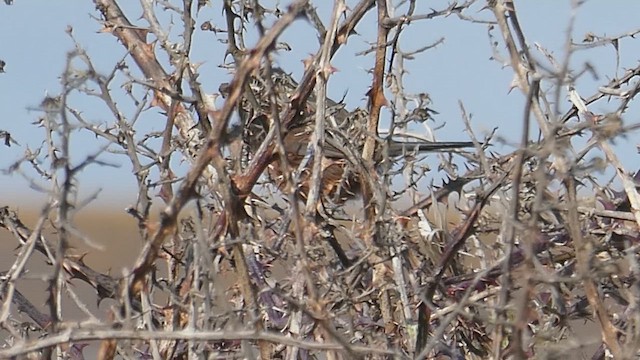 pěnice kaštanová - ML652509077