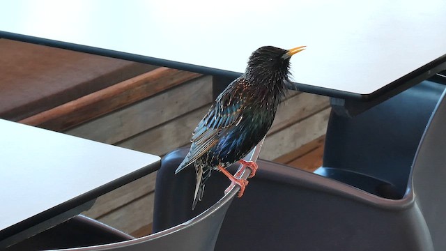 špaček obecný - ML652509115