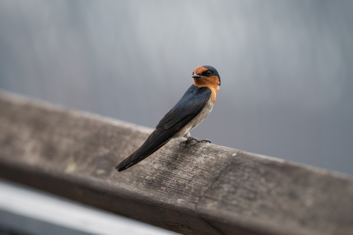 Pacific Swallow - ML652509116