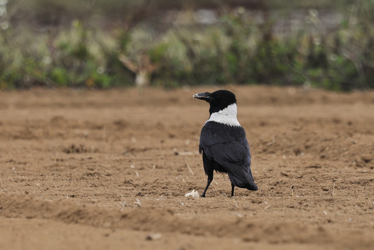 kinakråke - ML652509203