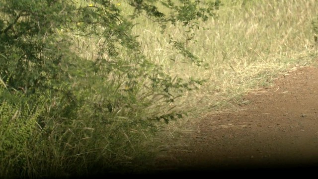 chřástal africký - ML652509204